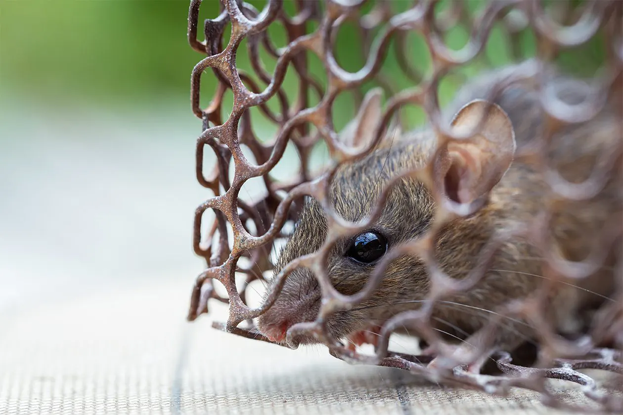 Eliminate Rodent Infestations with a Professional Touch