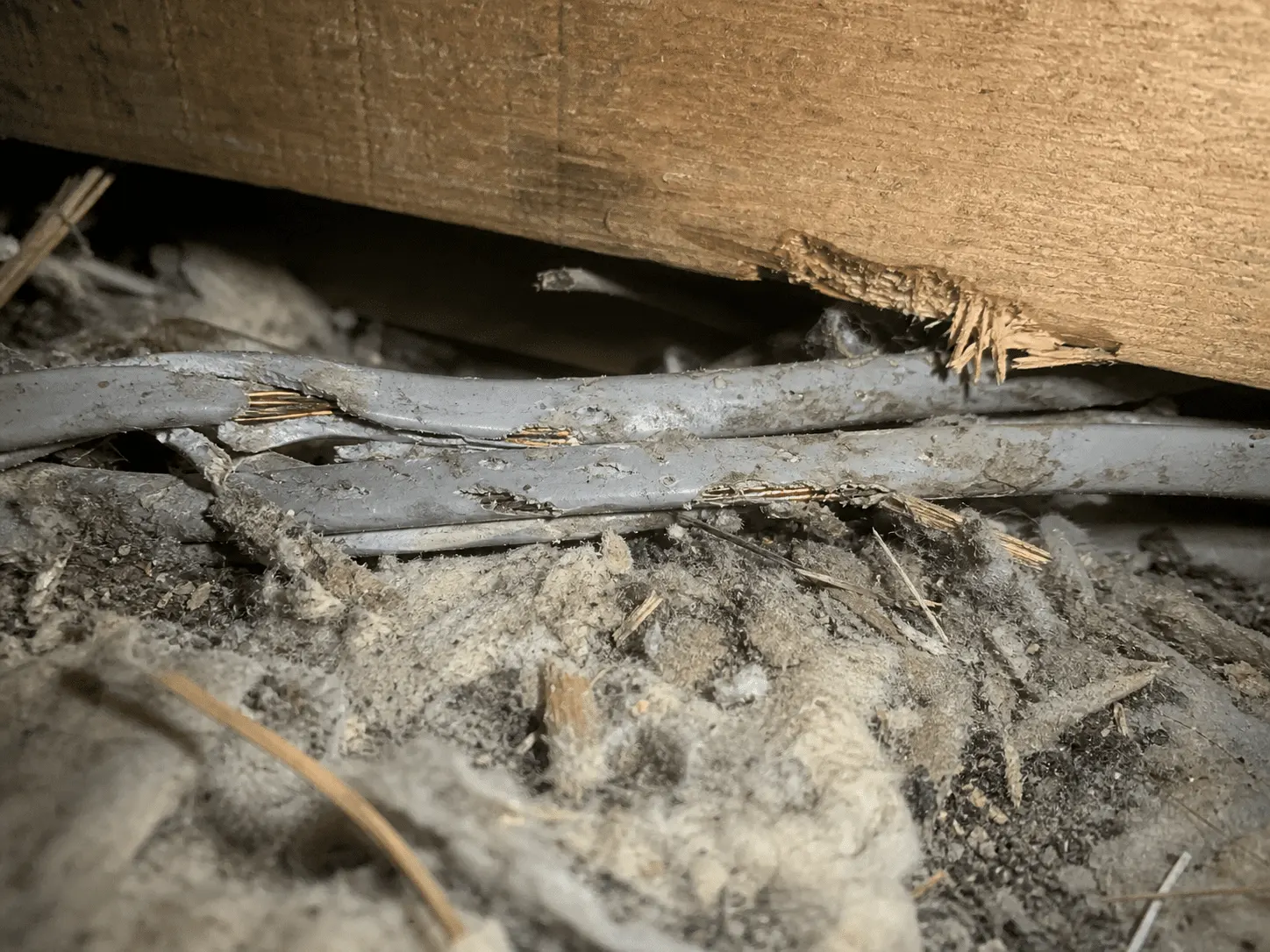 Rodent Control Services — Attic Star Bay Area